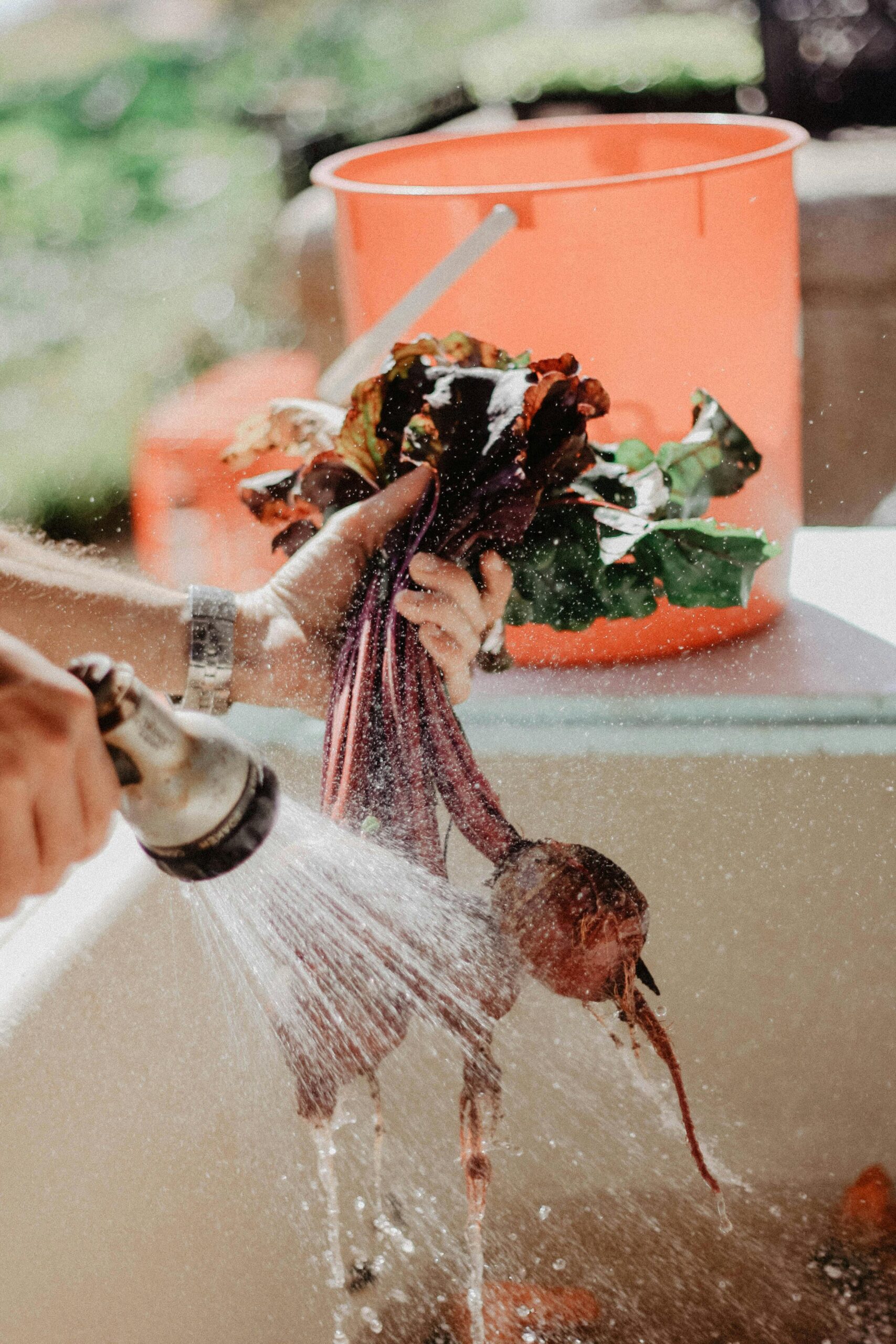 Washed beets under running water, showcasing farm-fresh produce and cleanliness.