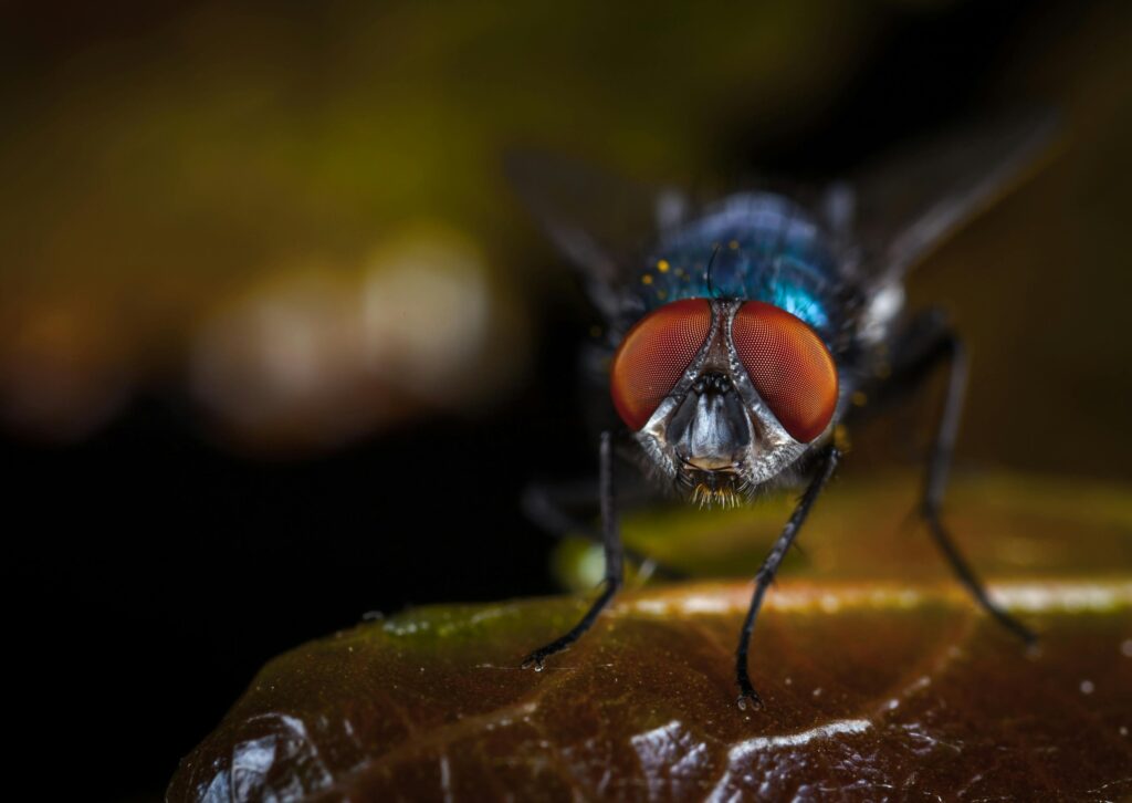 Detailed macro photograph of a housefly showcasing its vibrant red eyes and intricate wing details.