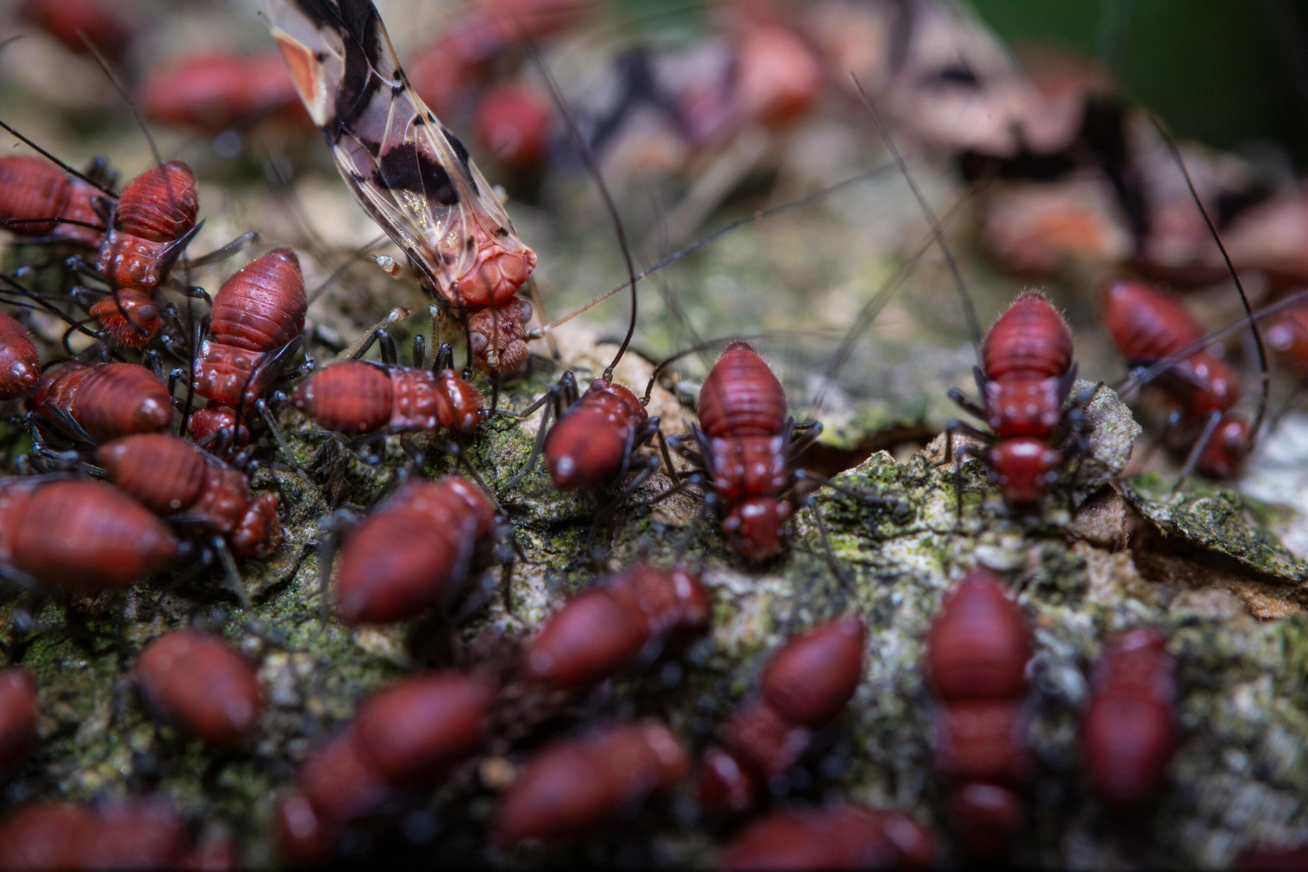 A detailed close-up of a colony of red termites on tree bark, showcasing nature's complexity and wildlife interaction.